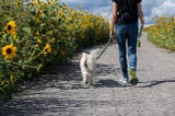 Getting The Most From Your Dog Walker