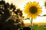Poem: That Summer