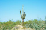 Taking Cactus Portraits In the Summer In Arizona