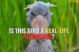 Is This Bird a Real-Life Pterosaur?