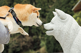 Decoding Ishi ’s Legacy; The Single Entity Responsible for All Modern Day Shiba Inu