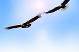 The Flight of the Eagle and the Condor –