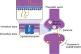 Life with ADHD: Dopamine’s role in cravings, pleasure, and reward