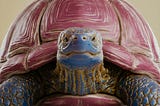 Picture of a tortoise.