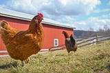 Capitalism, Surveillance and… Chickens?