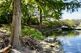 Bald cypress trees line a lake.