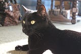 When Pets Cross Over into Heaven