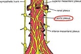 AORTIC PLEXUS 101