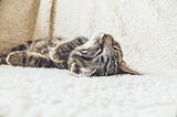 a cat sleeps on a blanket