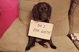 Can Dogs Feel Guilt?
