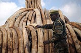To combat poaching and trade bans, governments must stop making lenient laws for poachers.