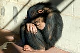 The Challenges of Studying (and Treating) PTSD in Chimpanzees
