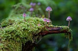 Psilocybin Mushroom . . . My Teacher Plant