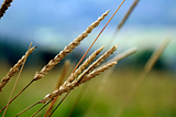 The Parable on Judgment, Wheat, & Weeds in Matthew 13