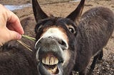 Donkey showing his teeth ready to take a bite of straw and doing noises and funny looks