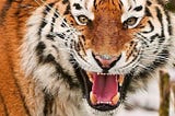 Grabbing the Cloud Cost Tiger by the Tail