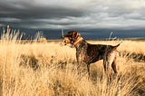 Pictures of Bird Dogs — Mack Prioleau