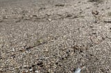 A dead fish laying on the seashore