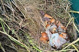 ‘I am a compost heap.’