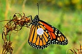 Radio tag on monarch butterfly