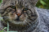 Mongrel, tabby, from Britain: a portrait of a long-lived cat