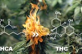 What is THCA?