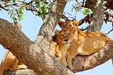 What to consider in selecting Tanzania Mid range Safari in your vacation