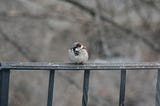 Sparrow on a rail. Photo by Kate Hess