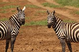 Zebra Hunting: Searching for the Rare Event in Healthcare