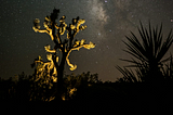 Image of cactus and desert flora at night under the stars.