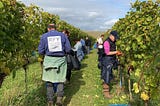 Picture of a team working down a row