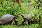 Ecuador: The Galápagos Islands