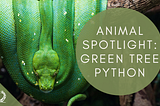 Animal Spotlight: Green Tree Python