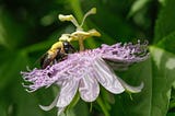 Bees as Pollinators