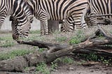 Life in Black and White: Why does the zebra have its stripes?