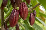 8 Major Cacao Farming Activities
