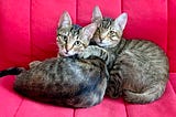 Two cats on a red chair