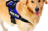 Dog Leash — Paw-five
