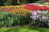 Discover the secrets of the biggest flower festival in Europe: Keukenhof