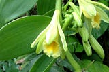 A flowering vanilla plant in Florida Southern College’s greenhouses