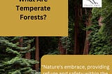 What are temperate forests?