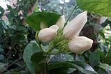 lovely flowers