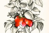 Drawing of a strawberry plant