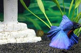 The Secret to Adding a Betta to Your Community Tank