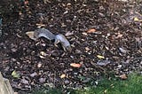 Squirrel playing in my backyard