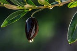 Kalamata Olives — Revered for Centuries
