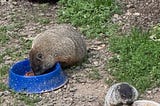 A mother groundhog and her baby are eating cat kibble.