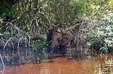 Review on Biodiversity Credits with special focus on Cercarbono’s Biodiversity Certification…