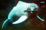 The Amazon river dolphin