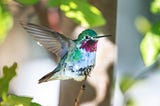 5 facts about hummingbirds, the smallest birds that are not small!
